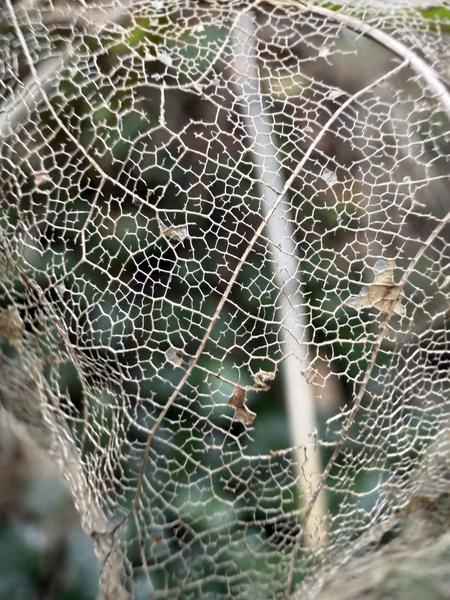 This close-up photo captures the intricate, delicate structure of a skeletal leaf, revealing its beautiful network of veins
